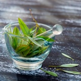  Ekstrakt zelenog čaja